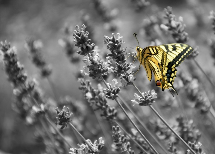 butterfly