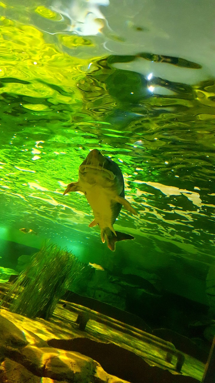 Greater sturgeon