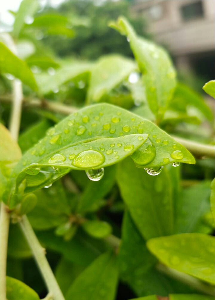Dew Drops