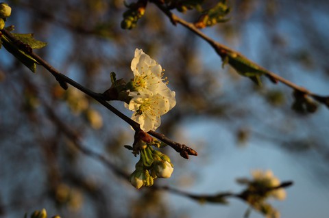 Spring