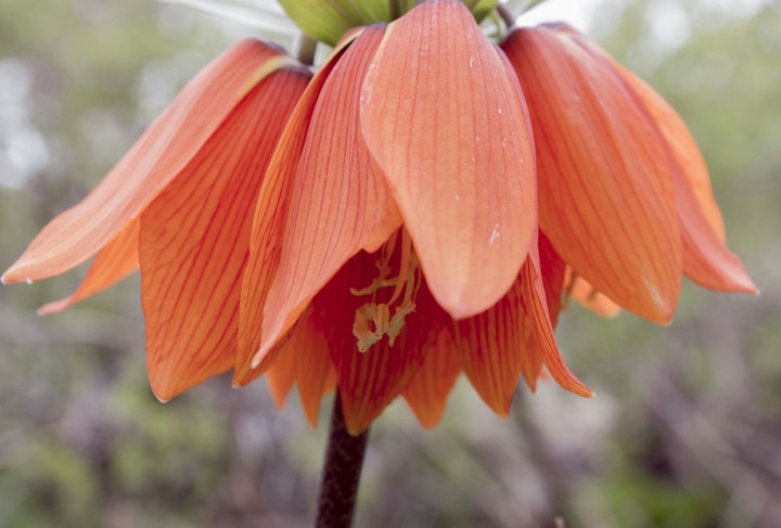 Fritillaria
