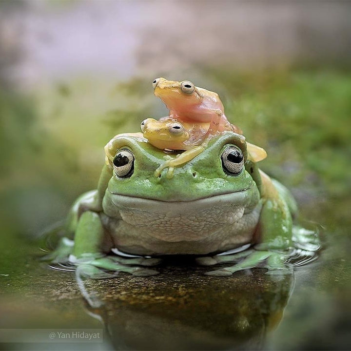 природа