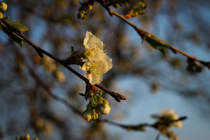 Spring