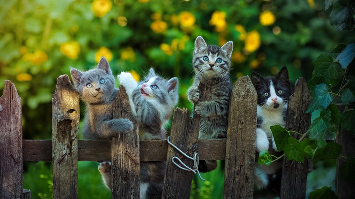 cat