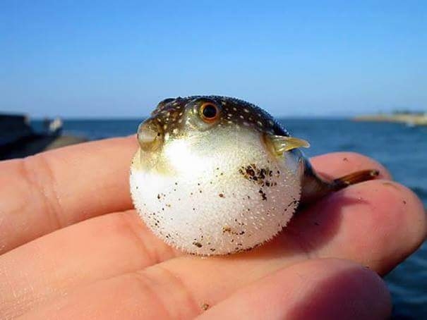 baby fish