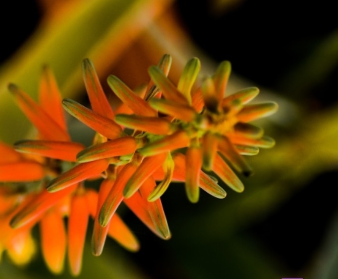Aloe Vera bloom