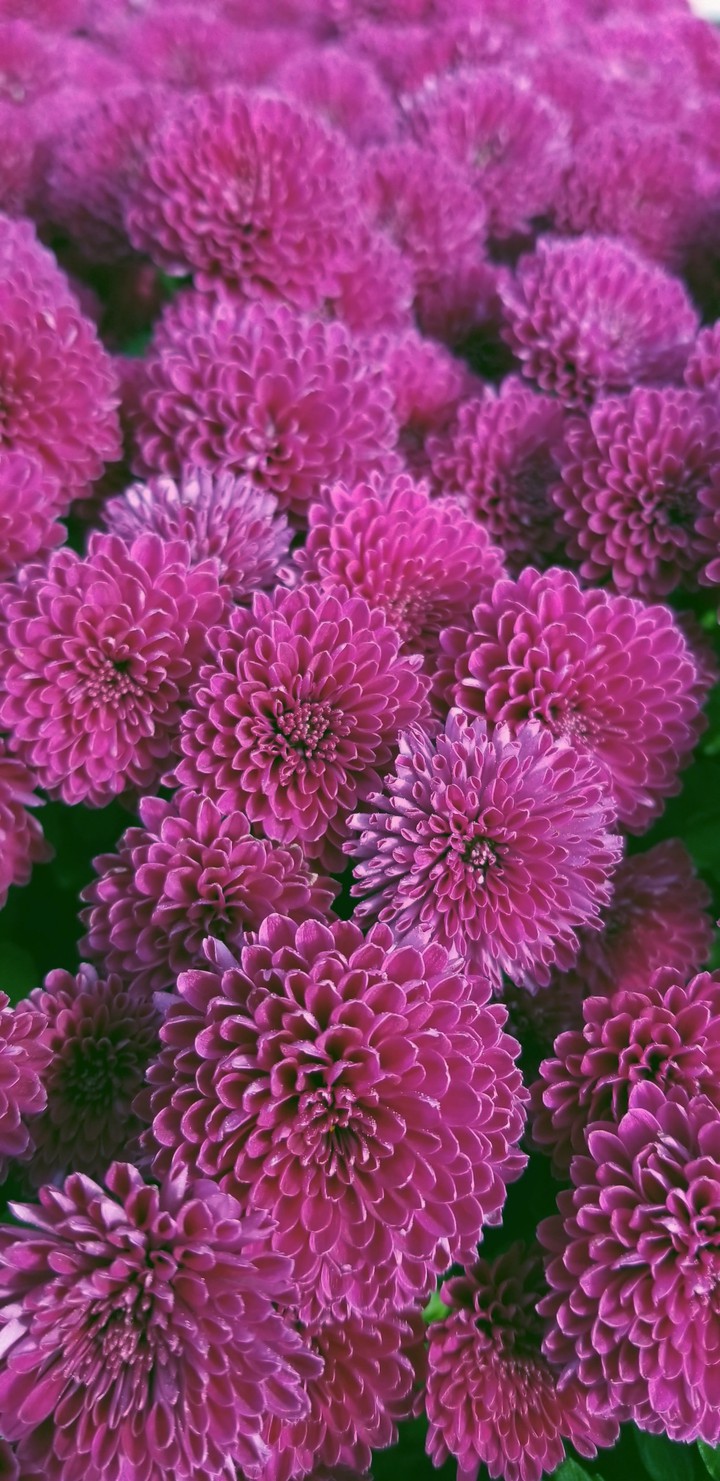 purple chrysanthemum