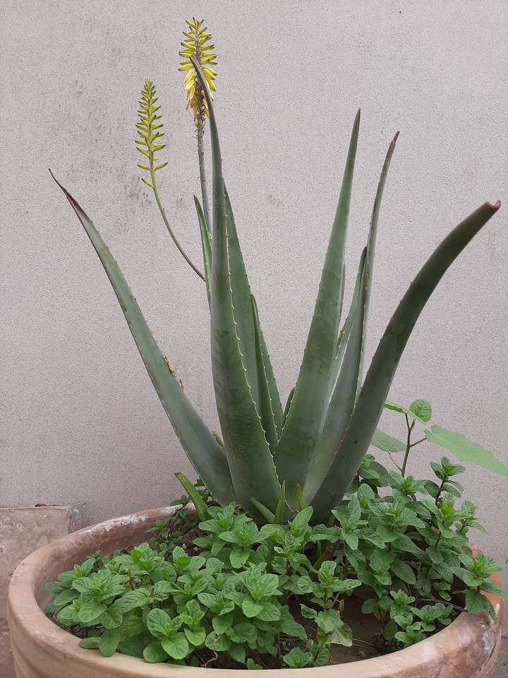 Aloe vera