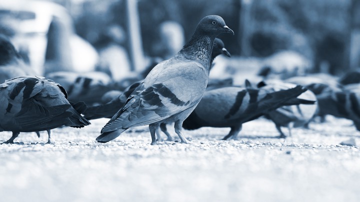 a pigeon