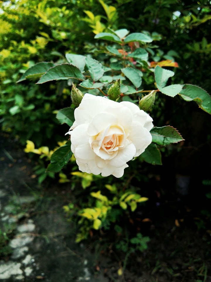 Where flowers bloom so does hope ✨✨