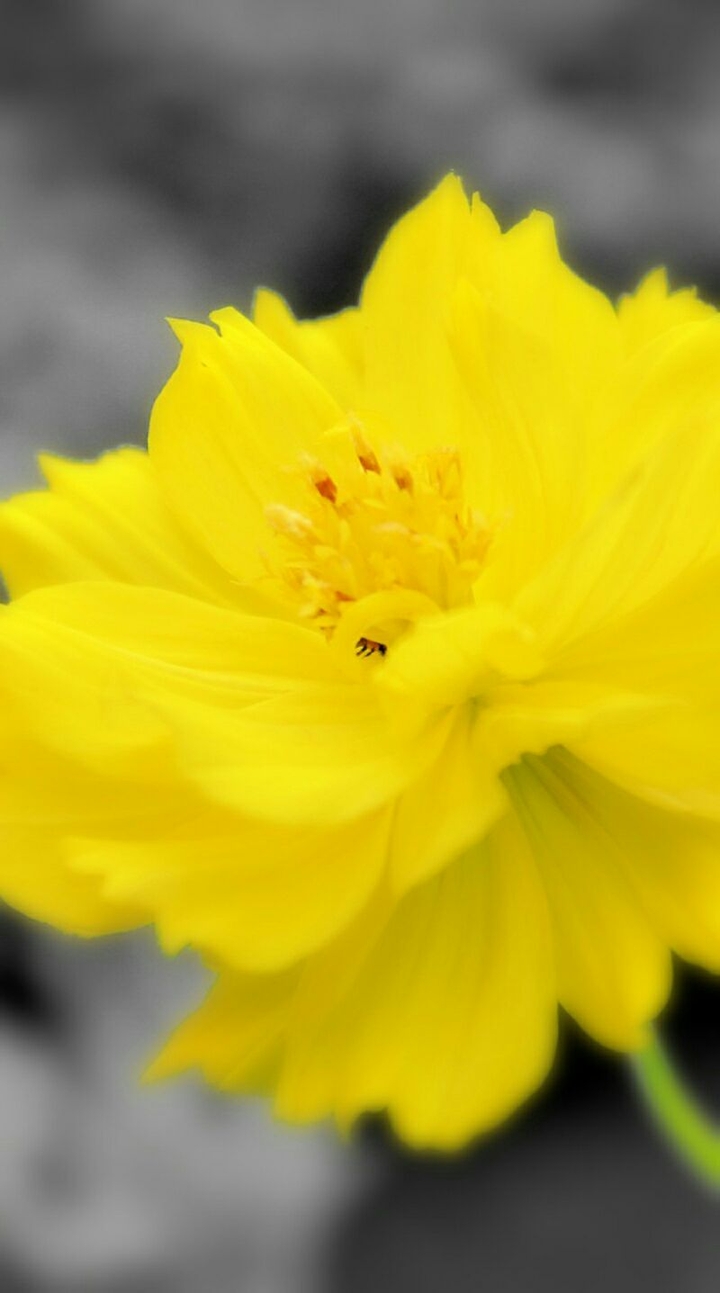 Yellow Flower