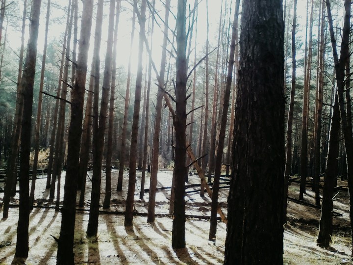лес