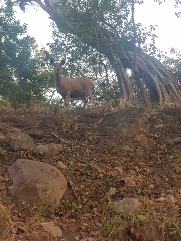 Sambar deer
