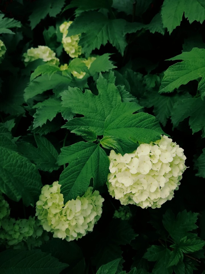 spring in Moscow