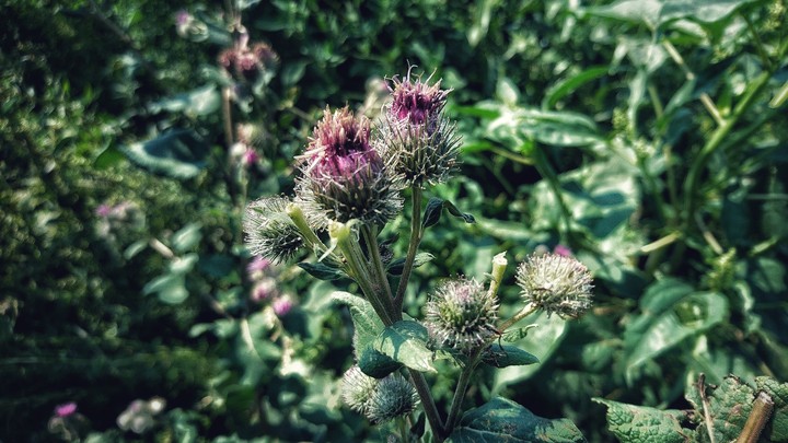 Flover