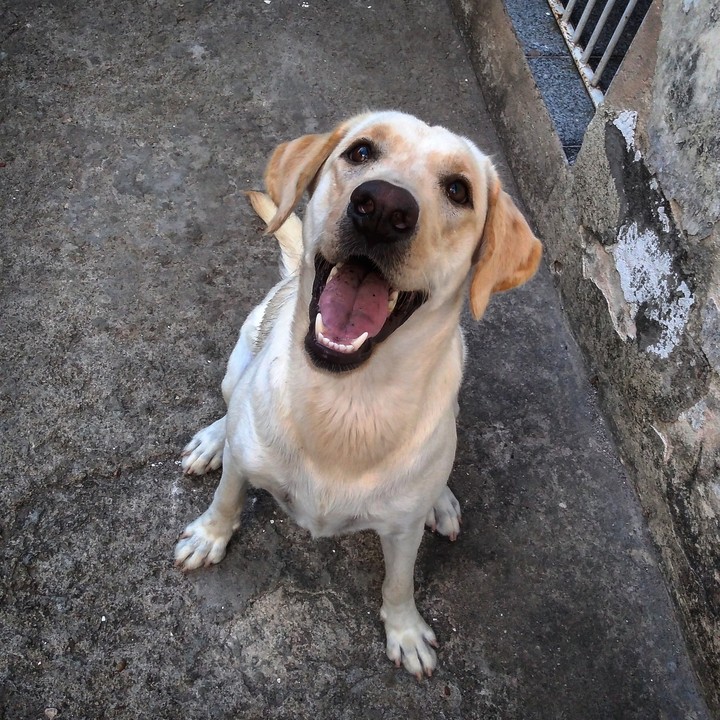 Hapiness Dog