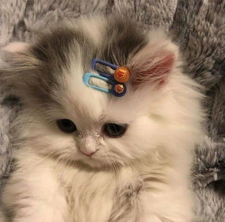 so cute ?