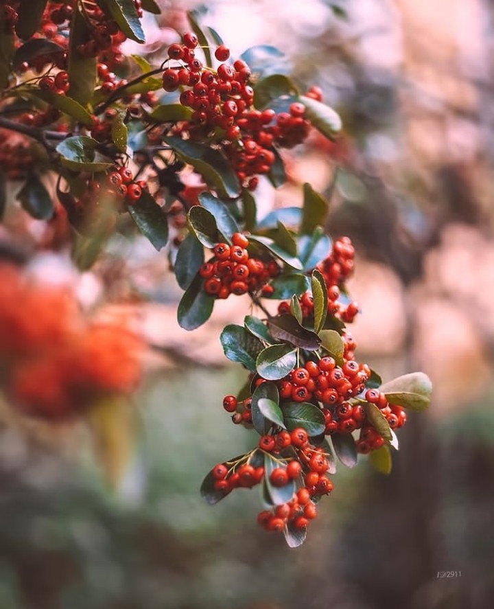 Branch