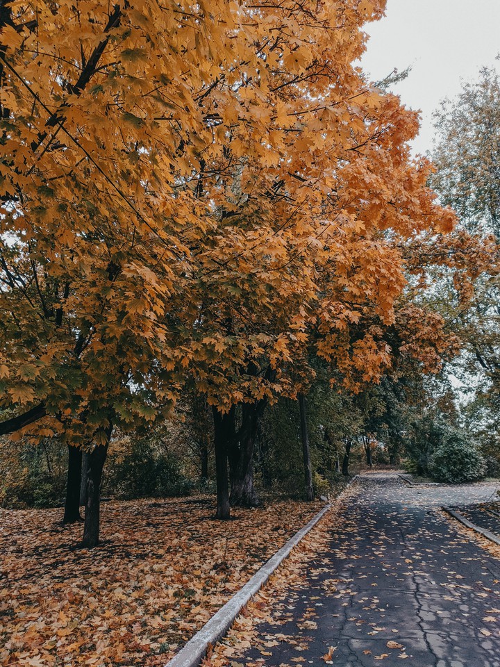 autumn tree