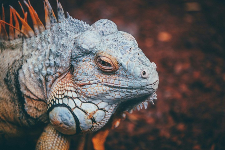 chameleon