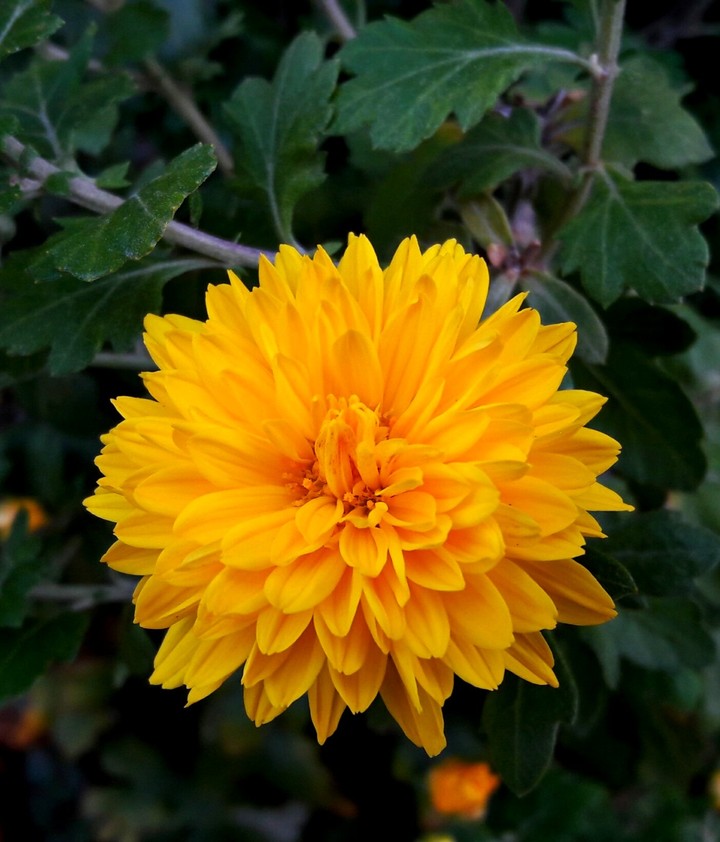 Chrysanthemum Flower