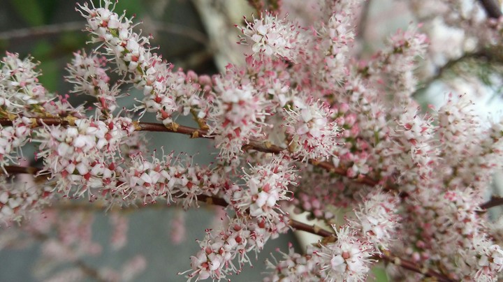 Spring)