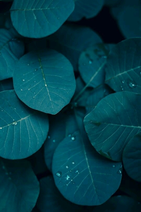 verde confortável para olhos