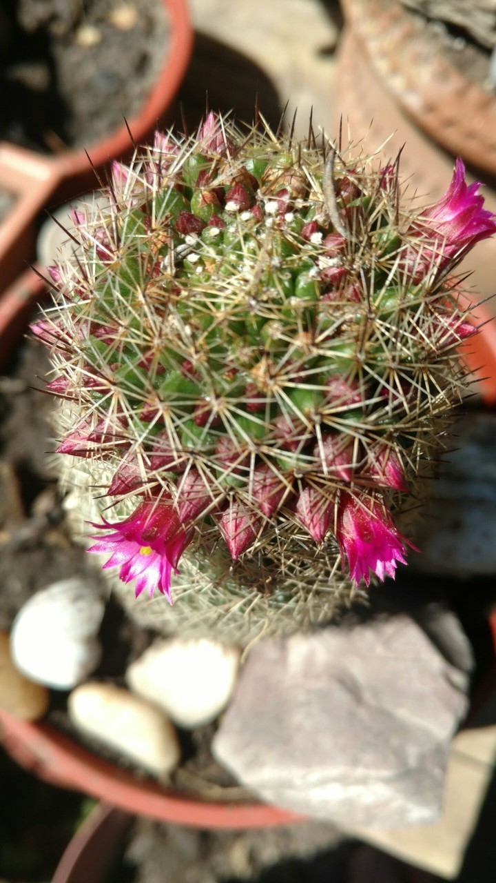 Cactus en flor