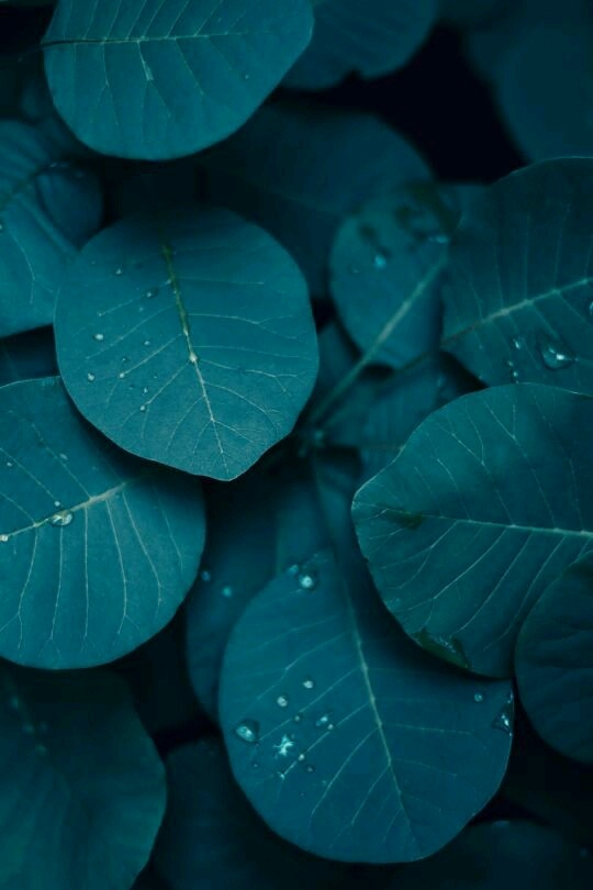 verde confortável para olhos