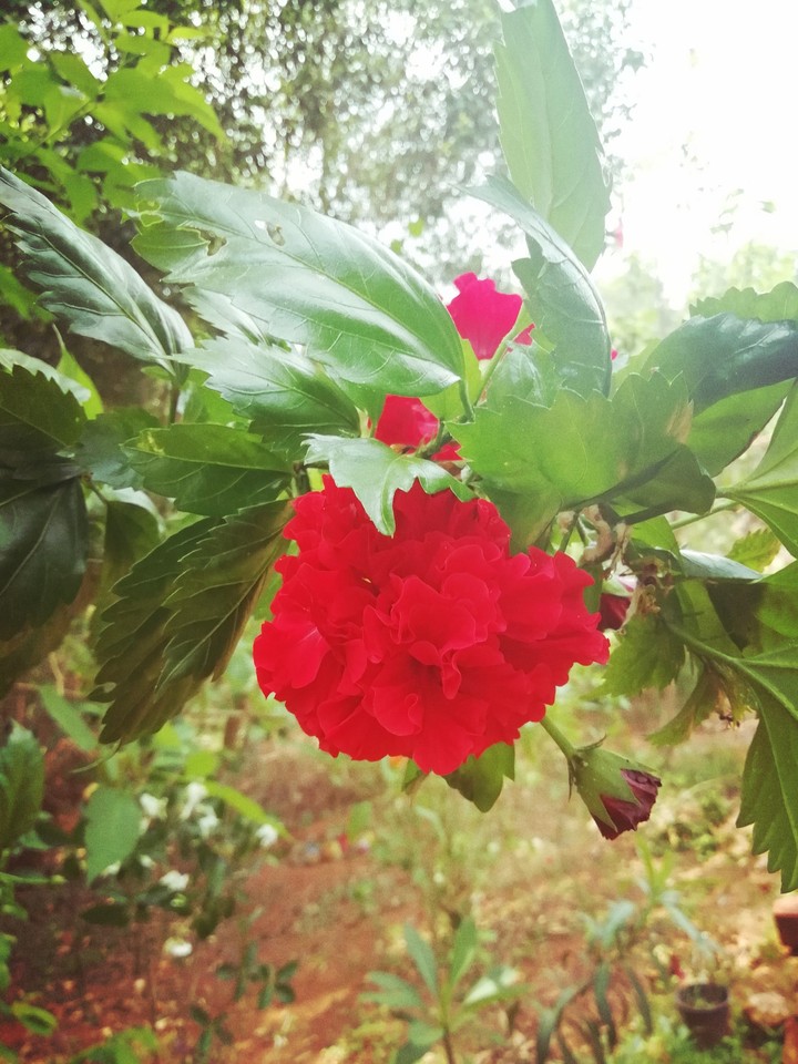 hibiscus