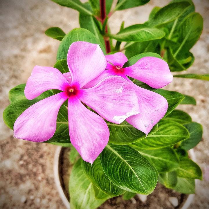 flowers ❤️