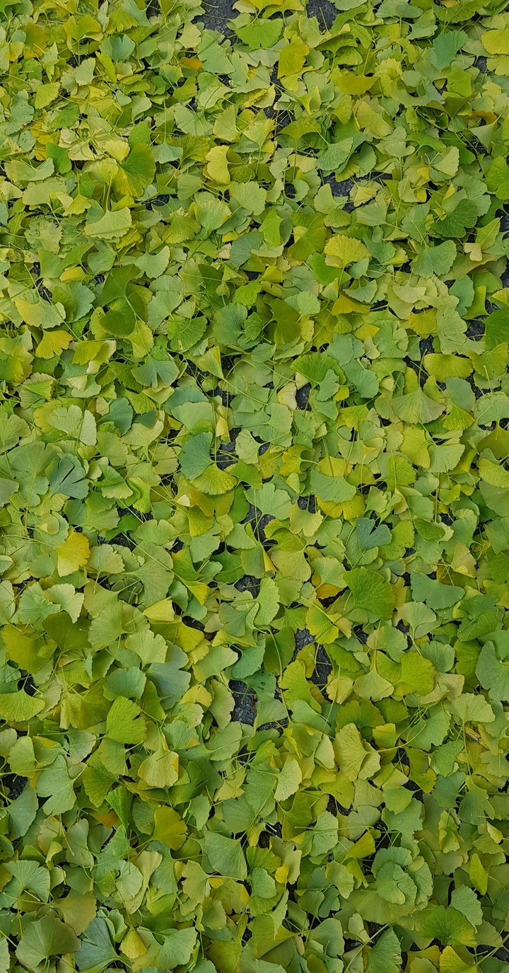낙엽1