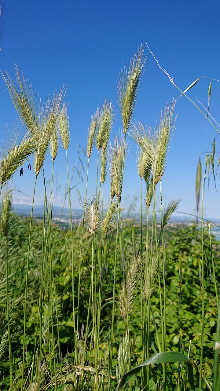 Wild Cereals