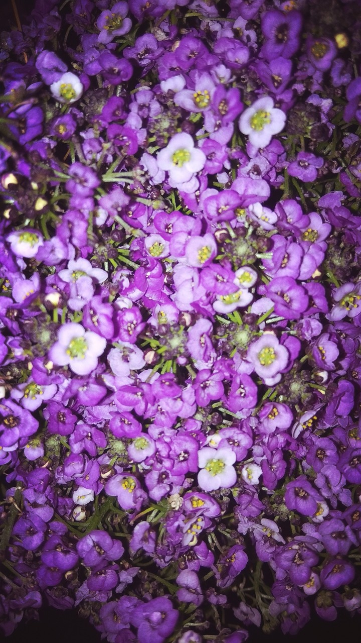 flowers