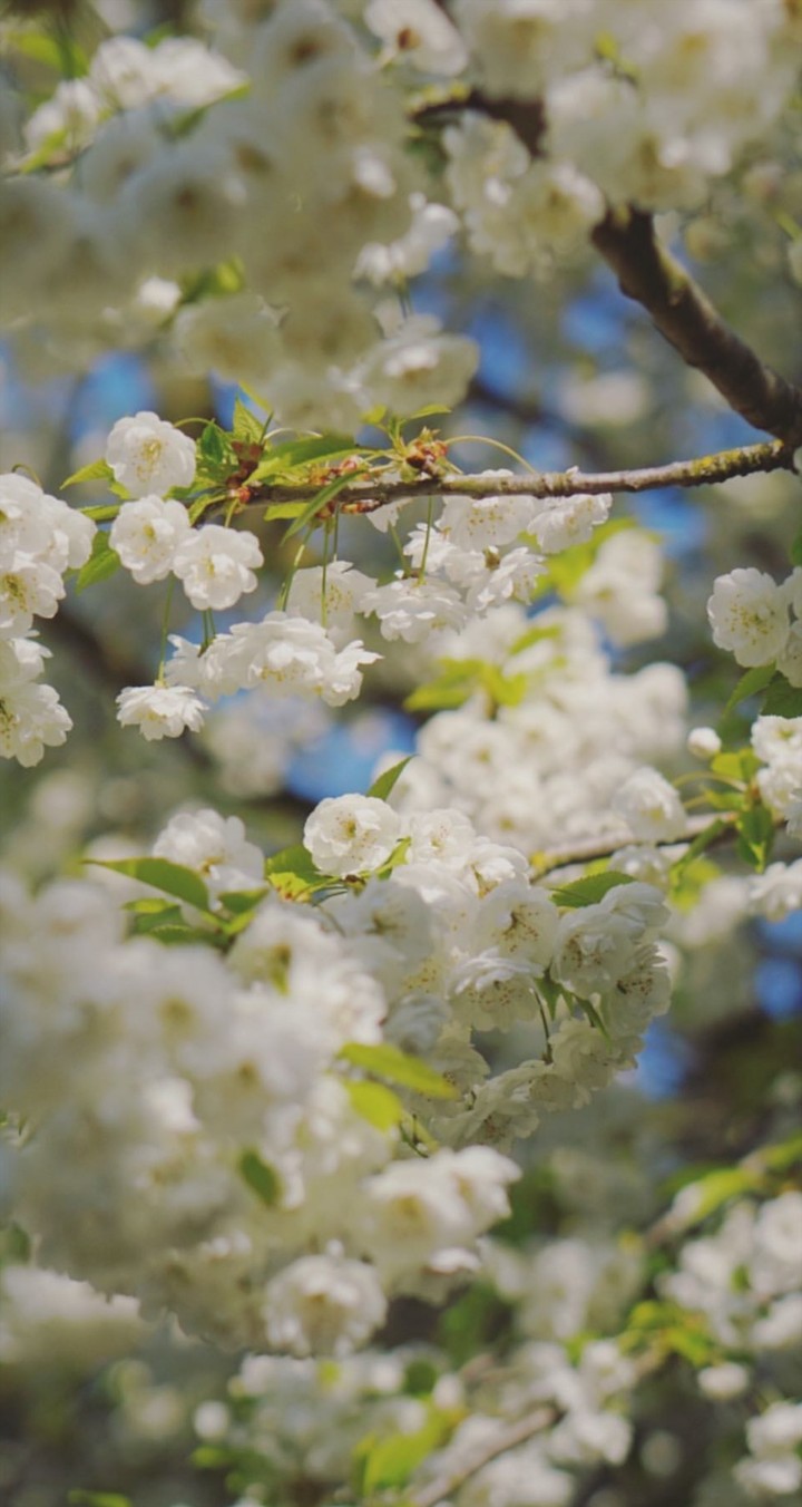 SPRING FLOWERS