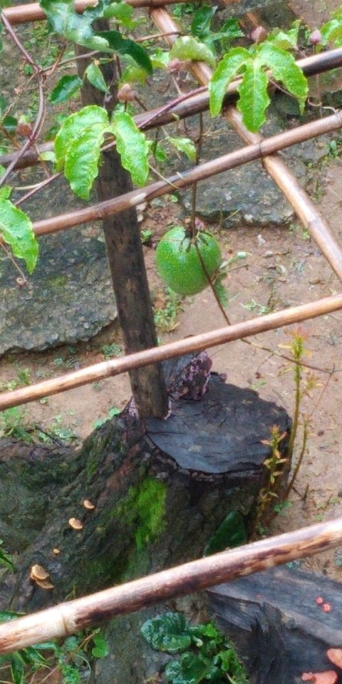 maracujá