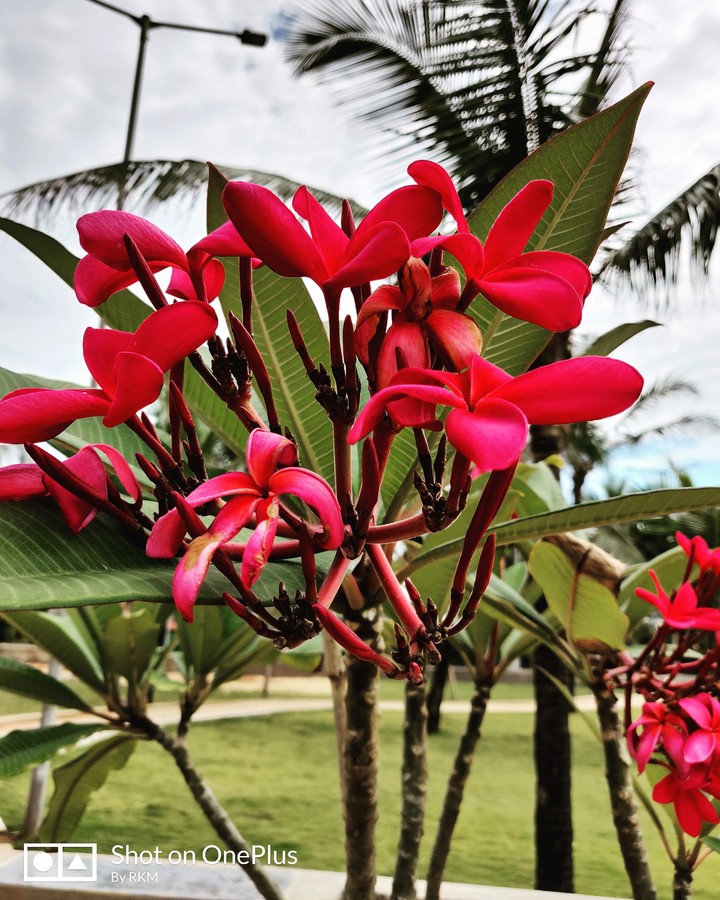 Beach side plantation