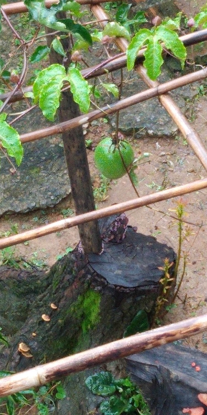 maracujá