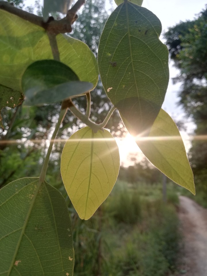 sun