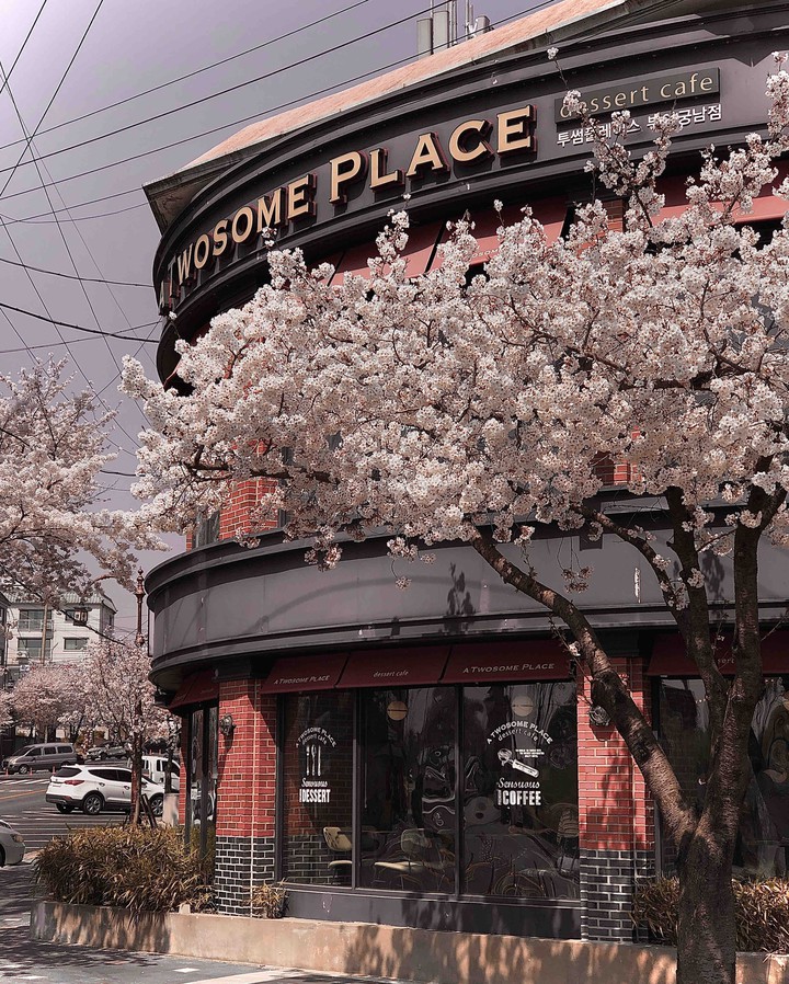 cherryblossom