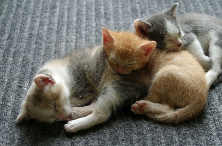 love