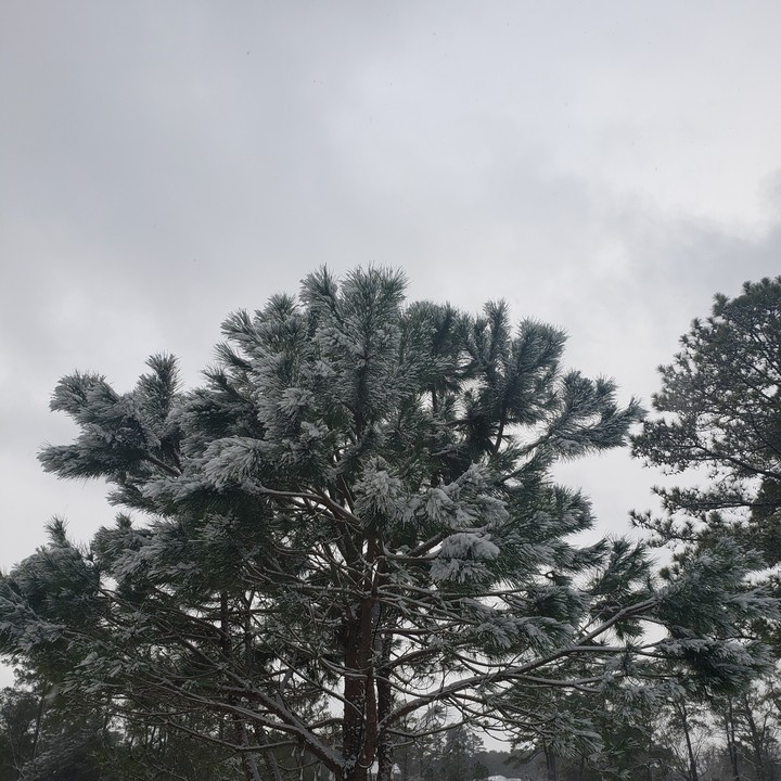 frosted