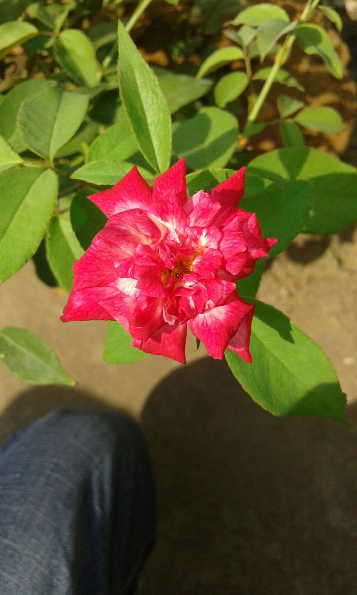 Rose