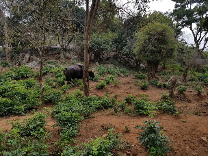 baahubali bull