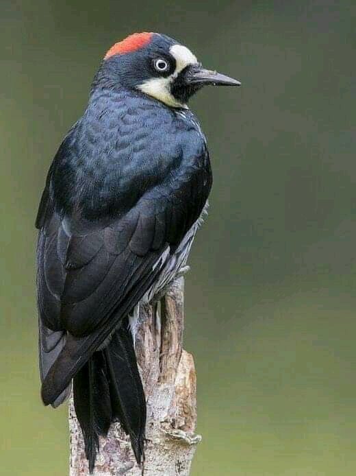 beautiful bird