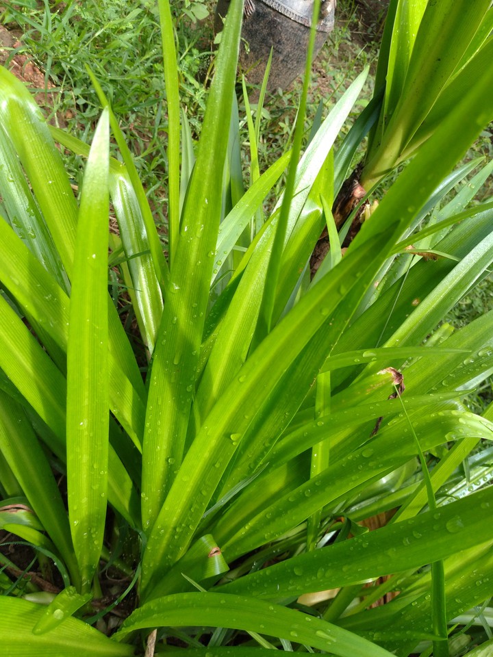 nature