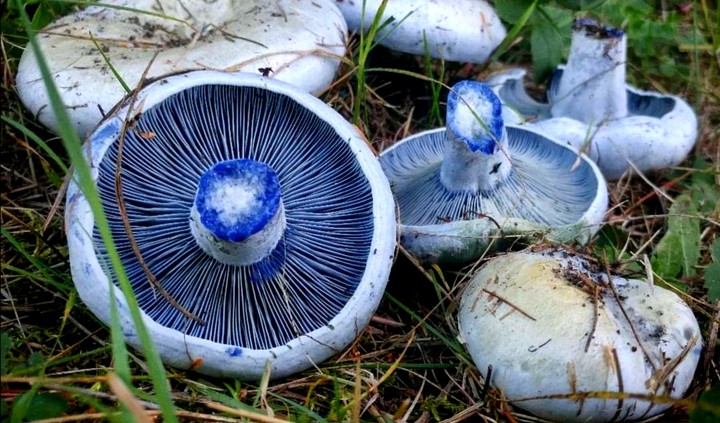 blue mushrooms