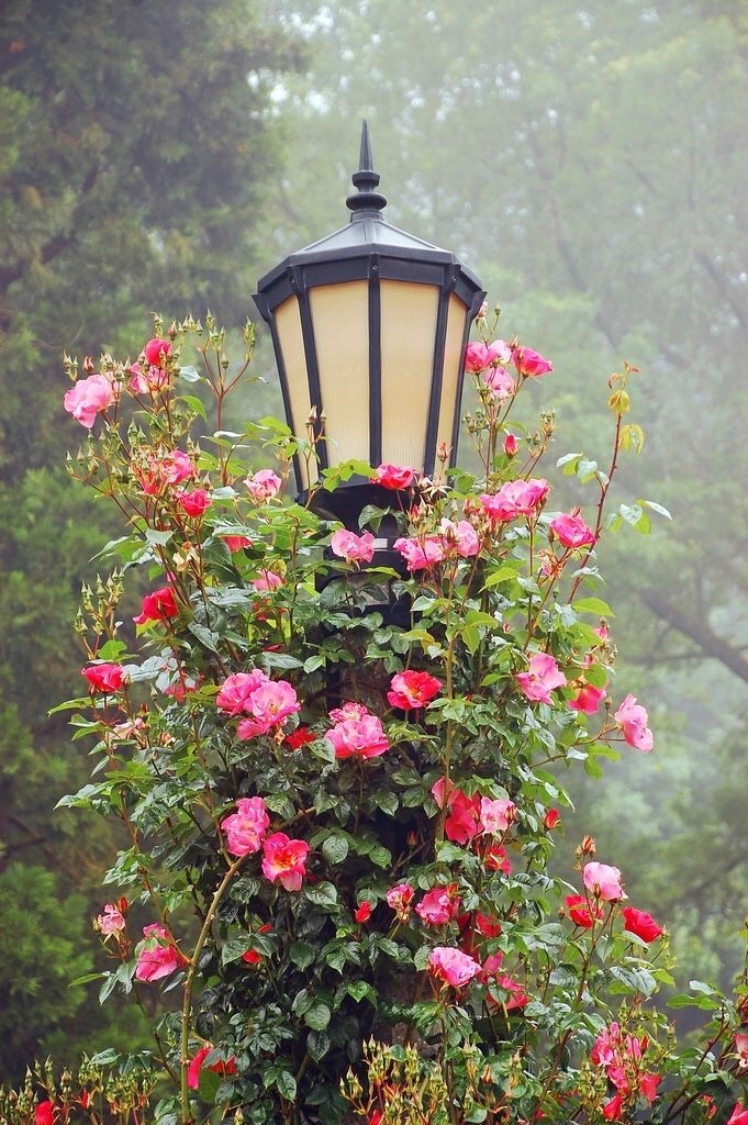 Latern