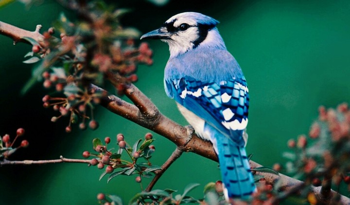 Blue Bird