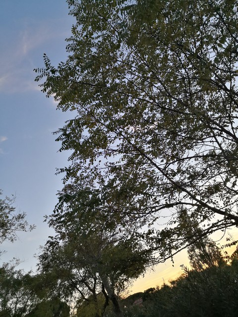 רקעים cloud, vegetation